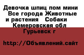 Девочка шпиц пом мини - Все города Животные и растения » Собаки   . Кемеровская обл.,Гурьевск г.